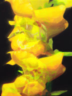 “Life/Death/Life (2)” Fine Art Print