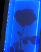 "Black Rose" Original Painting