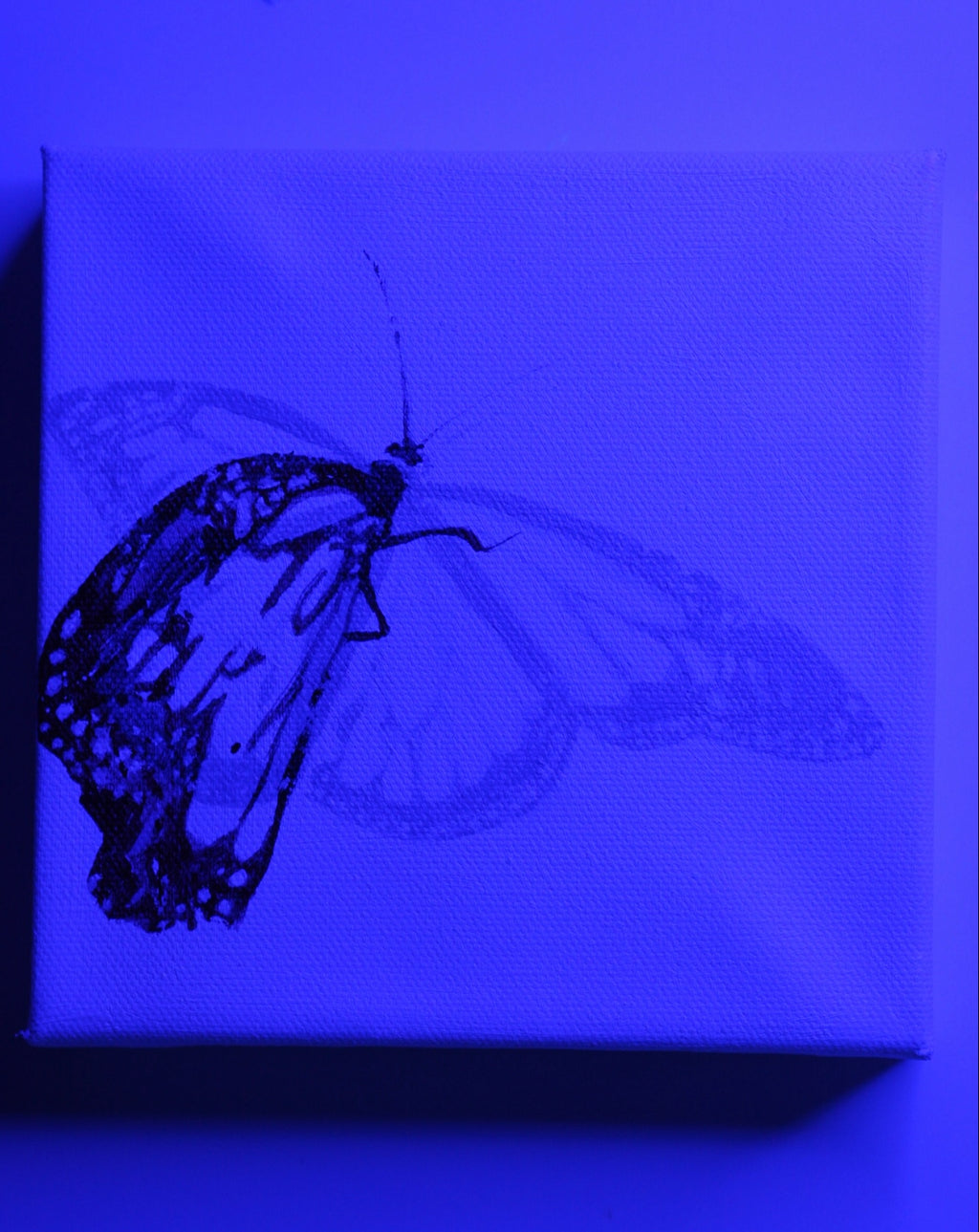 “Primary Monarch” Original Painting