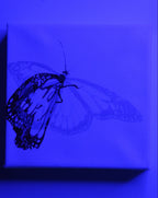 “Primary Monarch” Original Painting