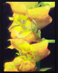 "Life/Death/Life (2)" Original Painting